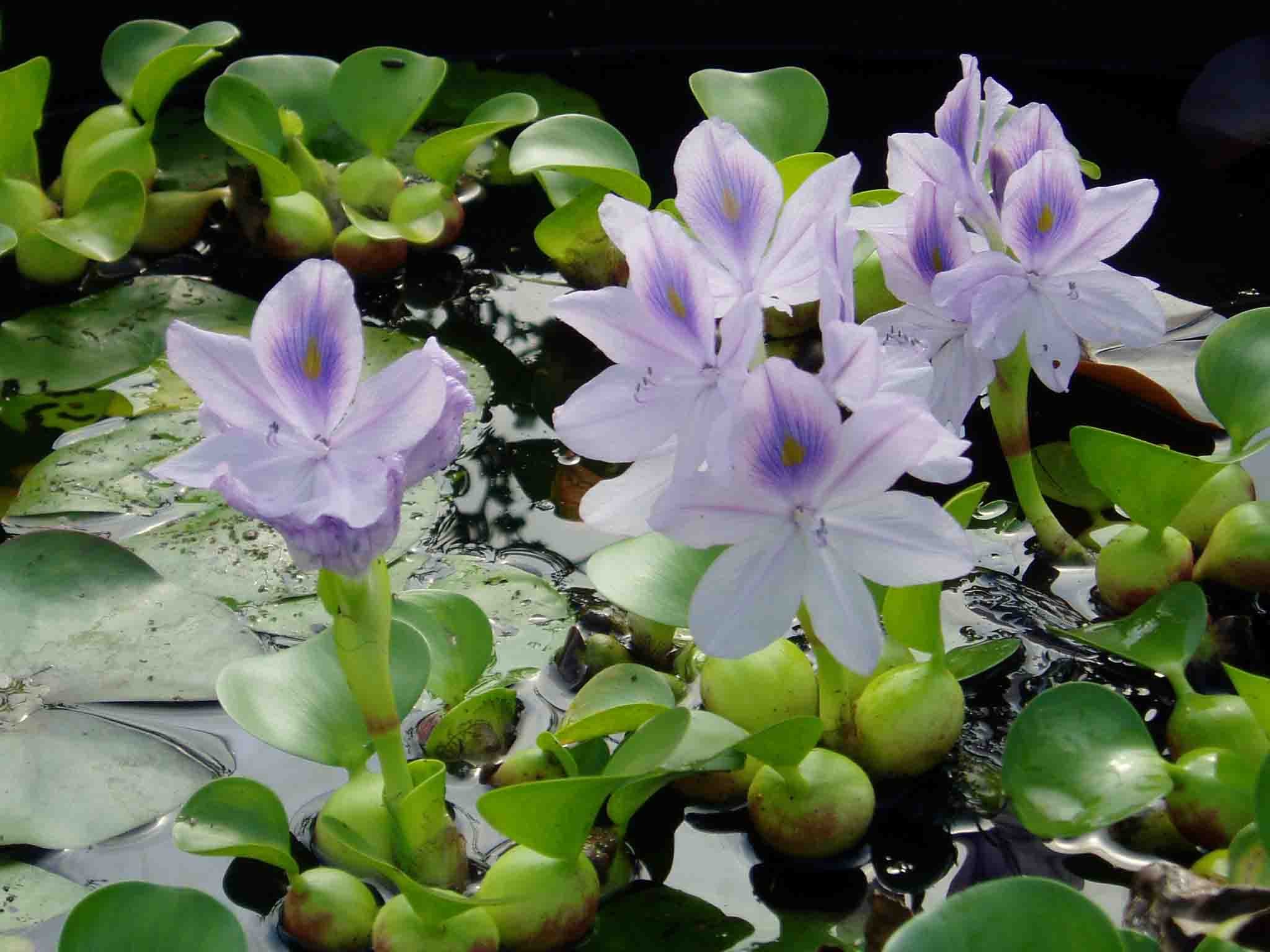 EICHORNIA crassipes, Jacinthe d'eau, filtrante, bassin-Le Jardin d'eau