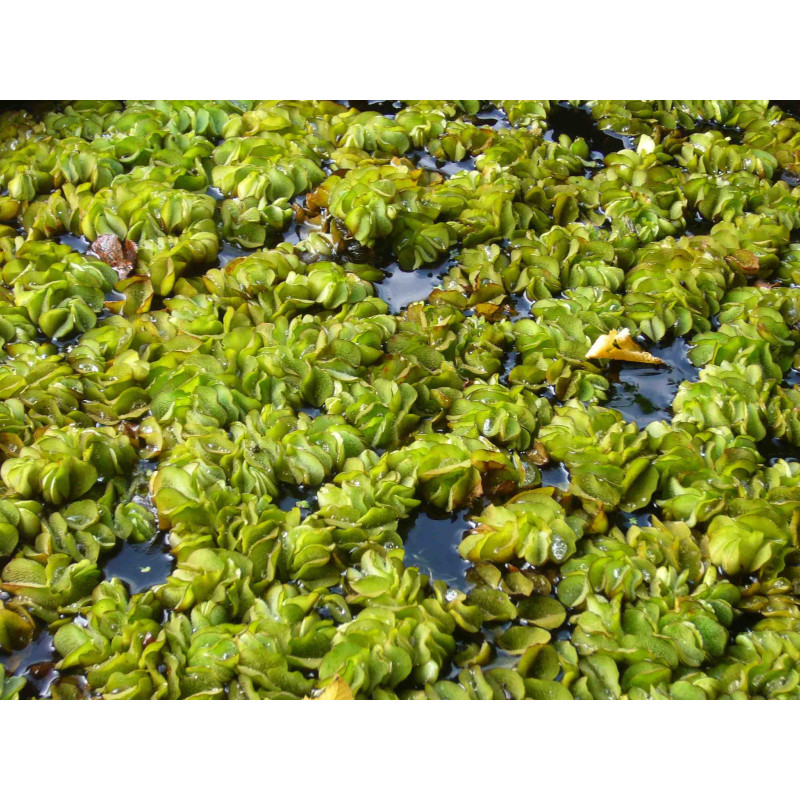 SALVINIA natans