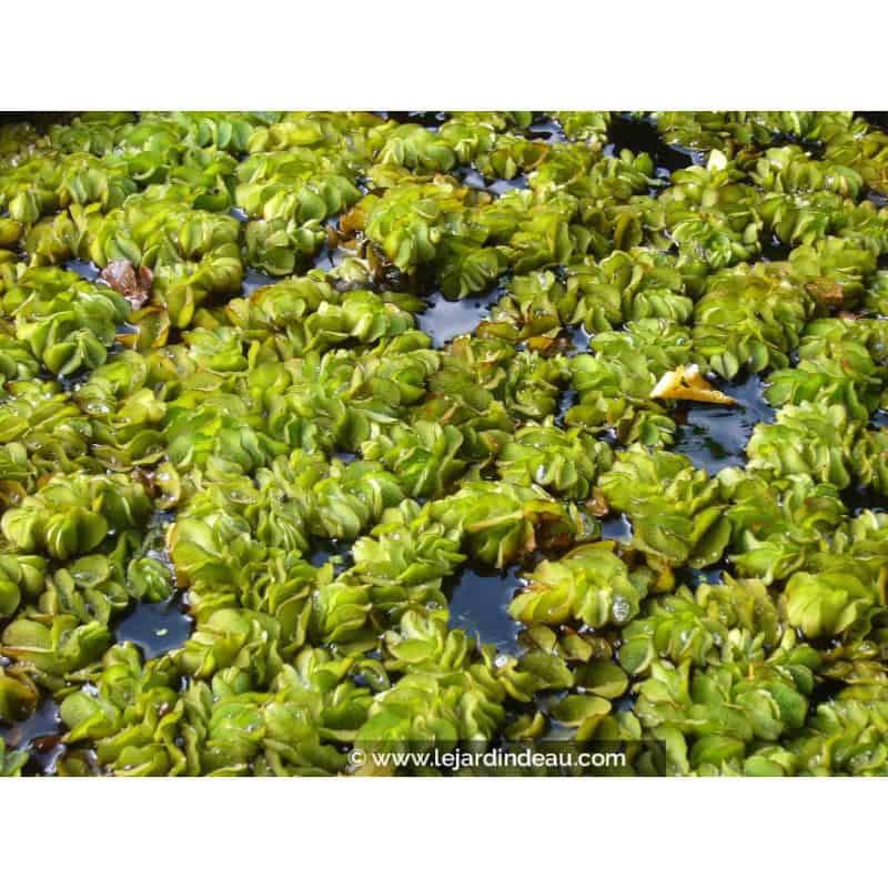 SALVINIA natans SALVINIA natans