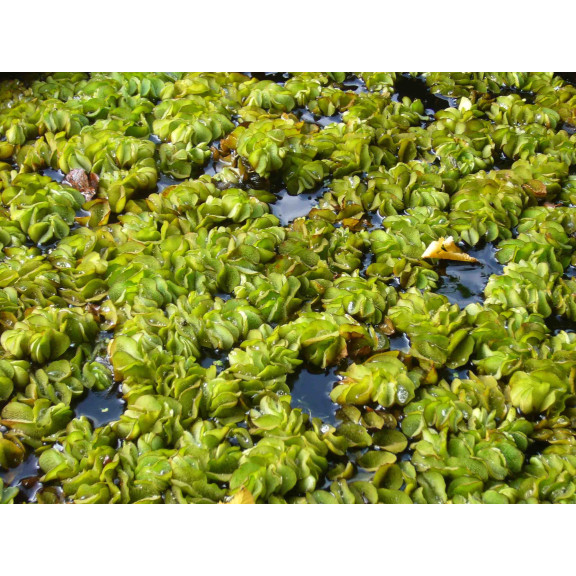 SALVINIA natans