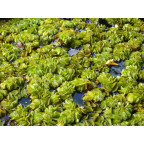 SALVINIA natans