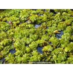SALVINIA natans SALVINIA natans