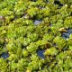 SALVINIA natans