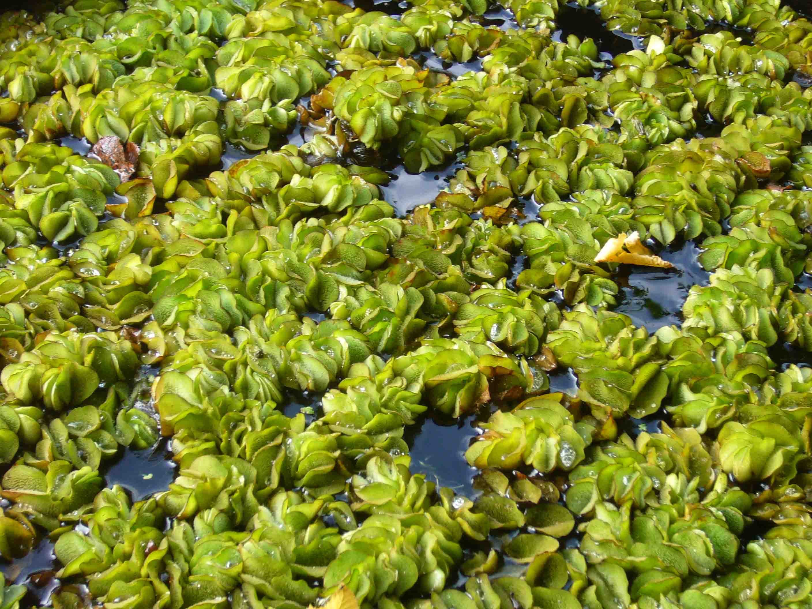 Salvinia natans, Fougère flottante, tapis filtrant Le Jardin d'Eau