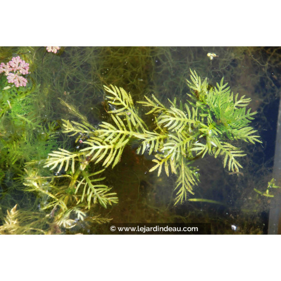 HOTTONIA palustris