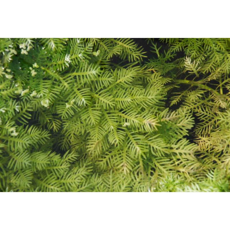 HOTTONIA palustris