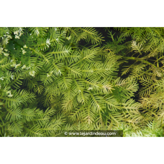 HOTTONIA palustris