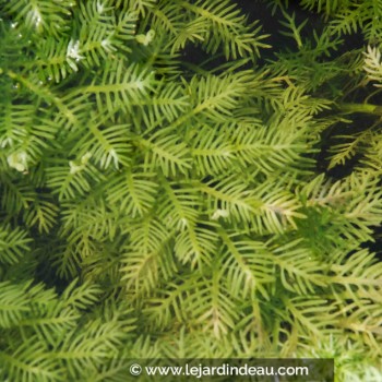 HOTTONIA palustris