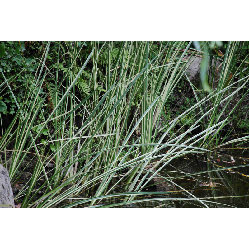 Acorus calamus  'Argenteostriatus'