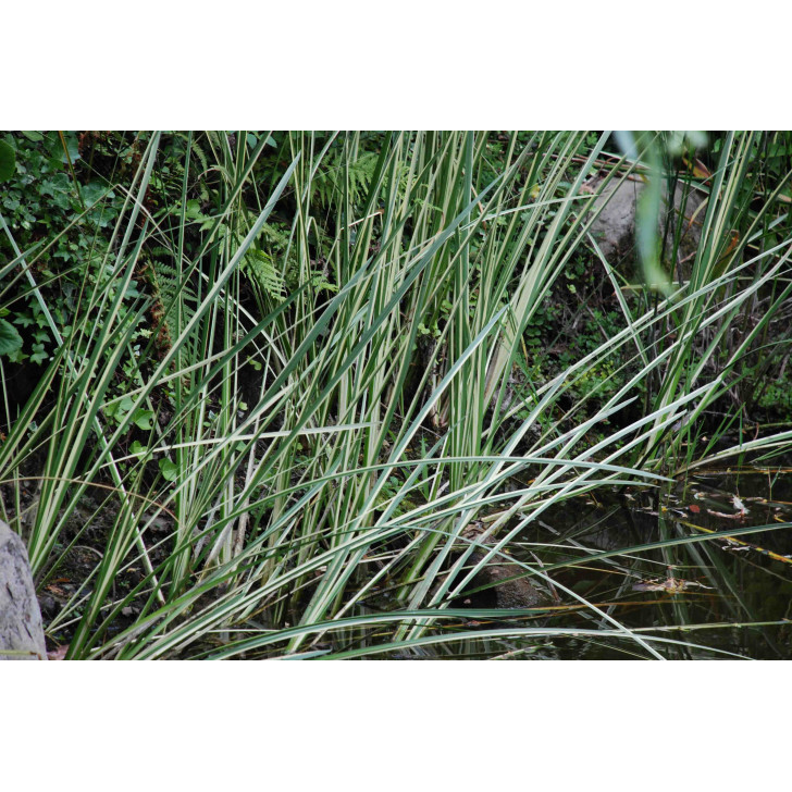 Acorus calamus  'Argenteostriatus'