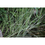 Acorus calamus 'Argenteostriatus' Acorus calamus 'Argenteostriatus'