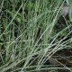 Acorus calamus 'Argenteostriatus'