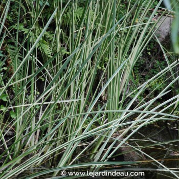 Acorus calamus &#039;Argenteostriatus&#039;