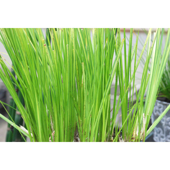 Acorus gramineus  'Ogon'