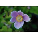 ANEMONE hupehensis 'September Charm'
ANEMONE hupehensis \'September Charm\' - Anémone du Japon \'September Charm\'