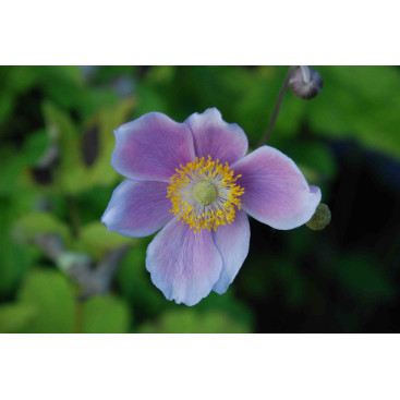 ANEMONE hupehensis \'September Charm\'