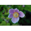 ANEMONE hupehensis \'September Charm\' - Anémone du Japon \'September Charm\'