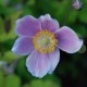 ANEMONE hupehensis 'September Charm'