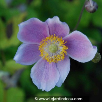 ANEMONE hupehensis &#039;September Charm&#039;