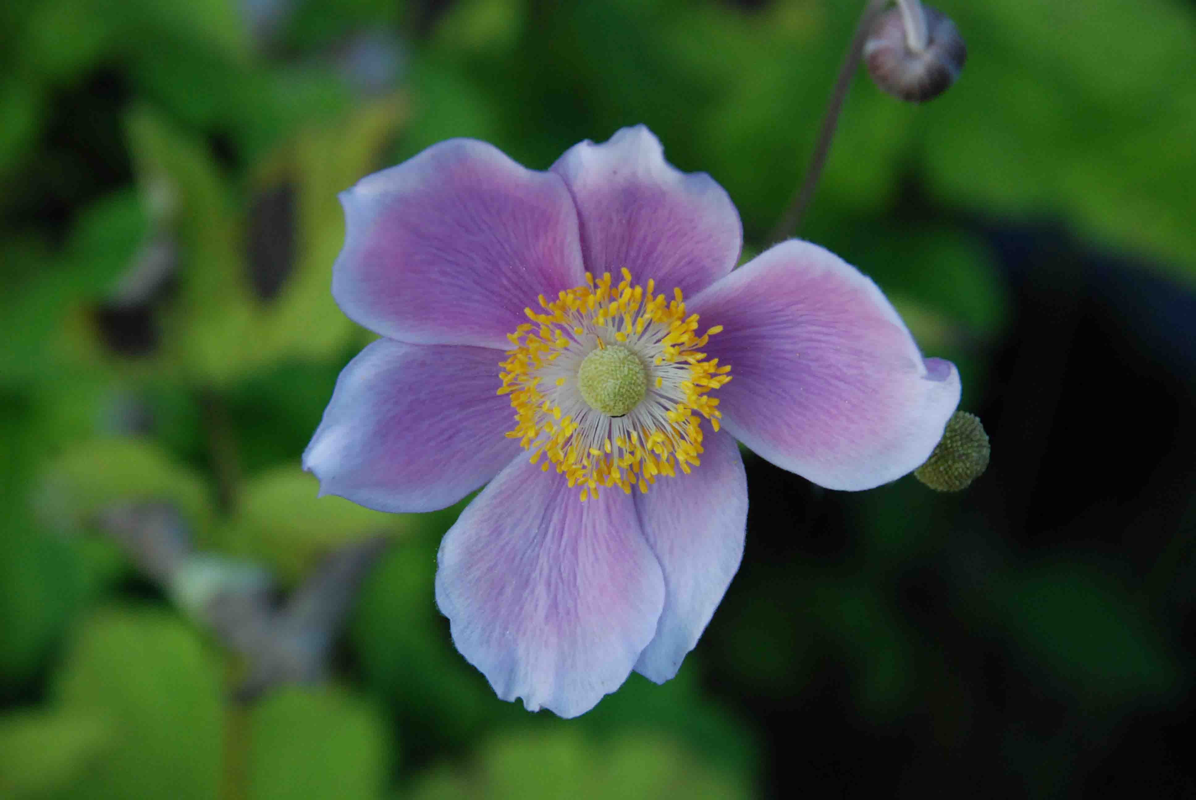 ANEMONE hupehensis 'September Charm', touffe, rose - Le Jardin d'eau