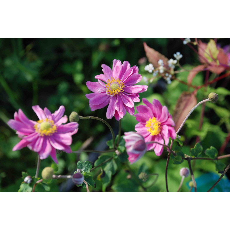 ANEMONE hupehensis var. japonica 'Pamina', automne - Le Jardin d'eau
