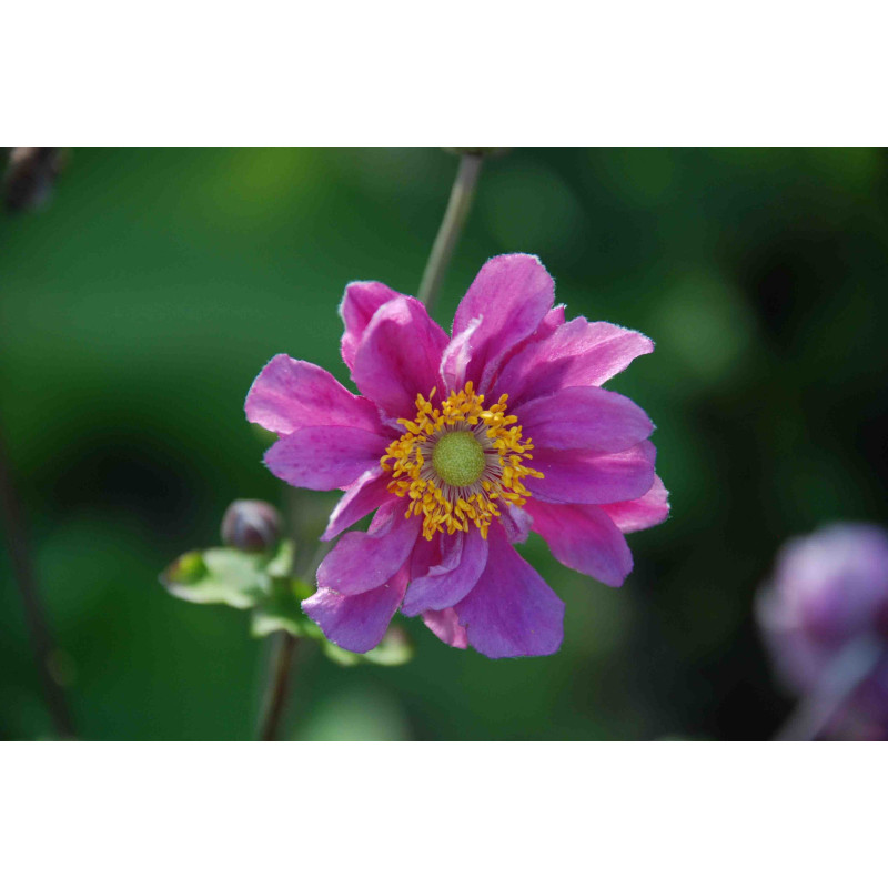 ANEMONE hupehensis var. japonica 'Pamina', automne - Le Jardin d'eau