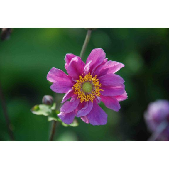 ANEMONE hupehensis var. japonica 'Pamina', automne - Le Jardin d'eau