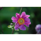 ANEMONE hupehensis var. japonica 'Pamina', automne - Le Jardin d'eau