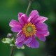 ANEMONE hupehensis 'Pamina'