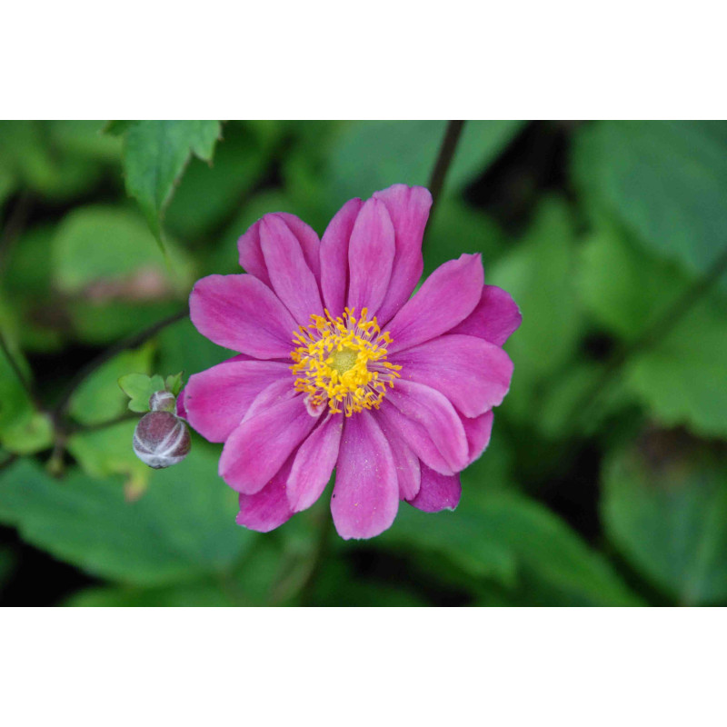 ANEMONE hupehensis var. japonica 'Pamina', automne - Le Jardin d'eau