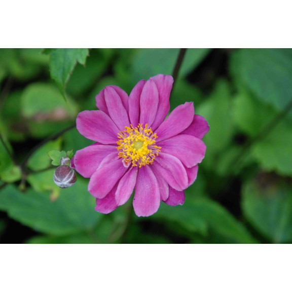 ANEMONE hupehensis var. japonica 'Pamina', automne - Le Jardin d'eau