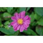 ANEMONE hupehensis var. japonica 'Pamina', automne - Le Jardin d'eau