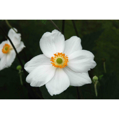 ANEMONE hybrida \'Honorine Jobert\'
