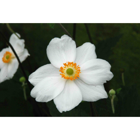 ANEMONE hybride 'Honorine Jobert'