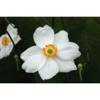 ANEMONE hybride 'Honorine Jobert' ANEMONE hybride 'Honorine Jobert'