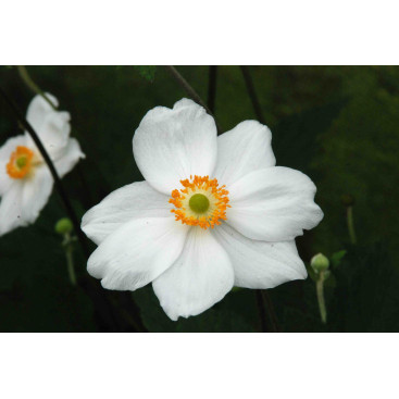 ANEMONE hybrida \'Honorine Jobert\'