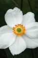 ANEMONE hybrida 'Honorine Jobert'