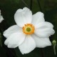 ANEMONE hybride 'Honorine Jobert'