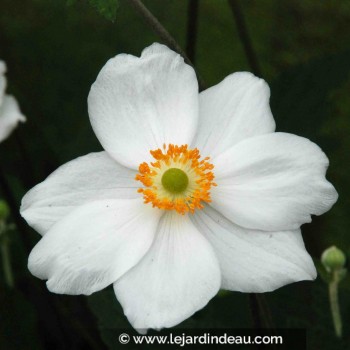 ANEMONE hybride &#039;Honorine Jobert&#039;