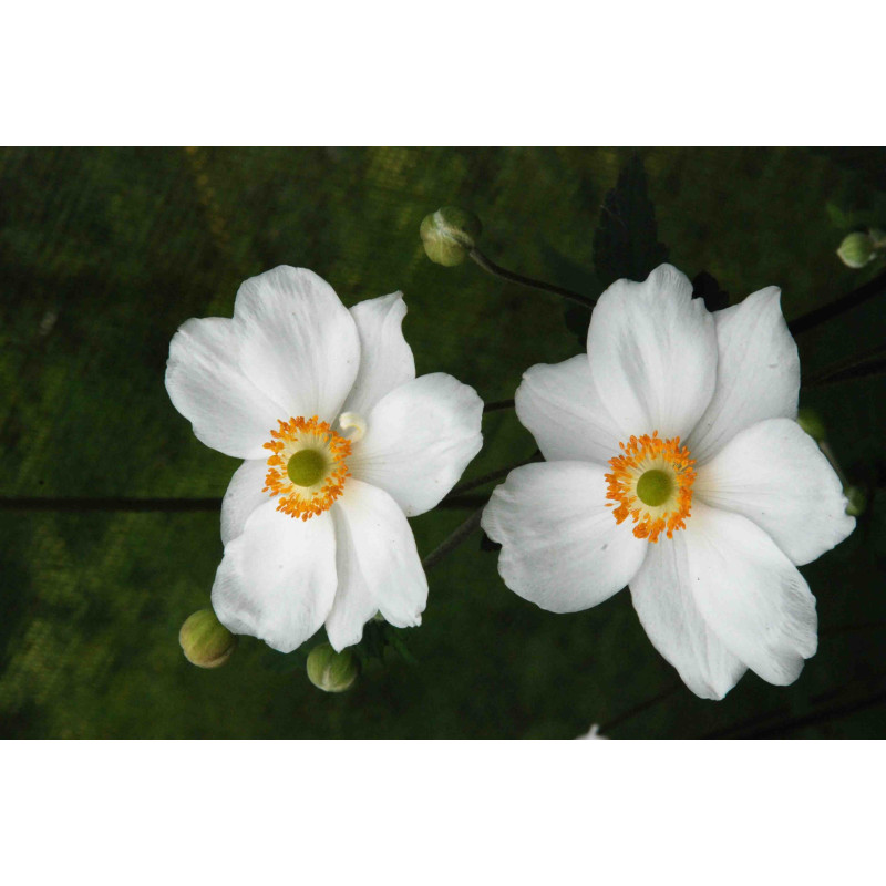 ANEMONE hybride 'Honorine Jobert' ANEMONE hybride 'Honorine Jobert'