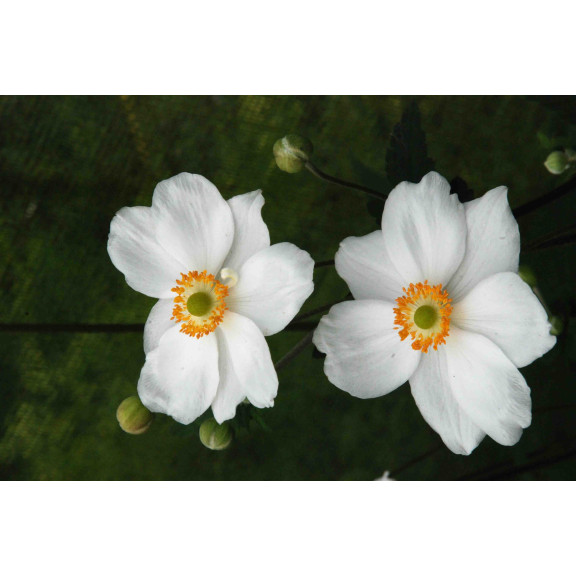 ANEMONE hybride 'Honorine Jobert'