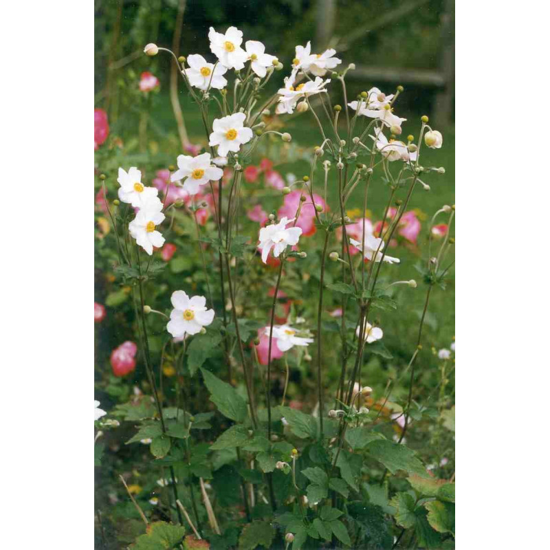 ANEMONE hybride 'Honorine Jobert' ANEMONE hybride 'Honorine Jobert'