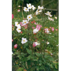 ANEMONE hybride 'Honorine Jobert' ANEMONE hybride 'Honorine Jobert'