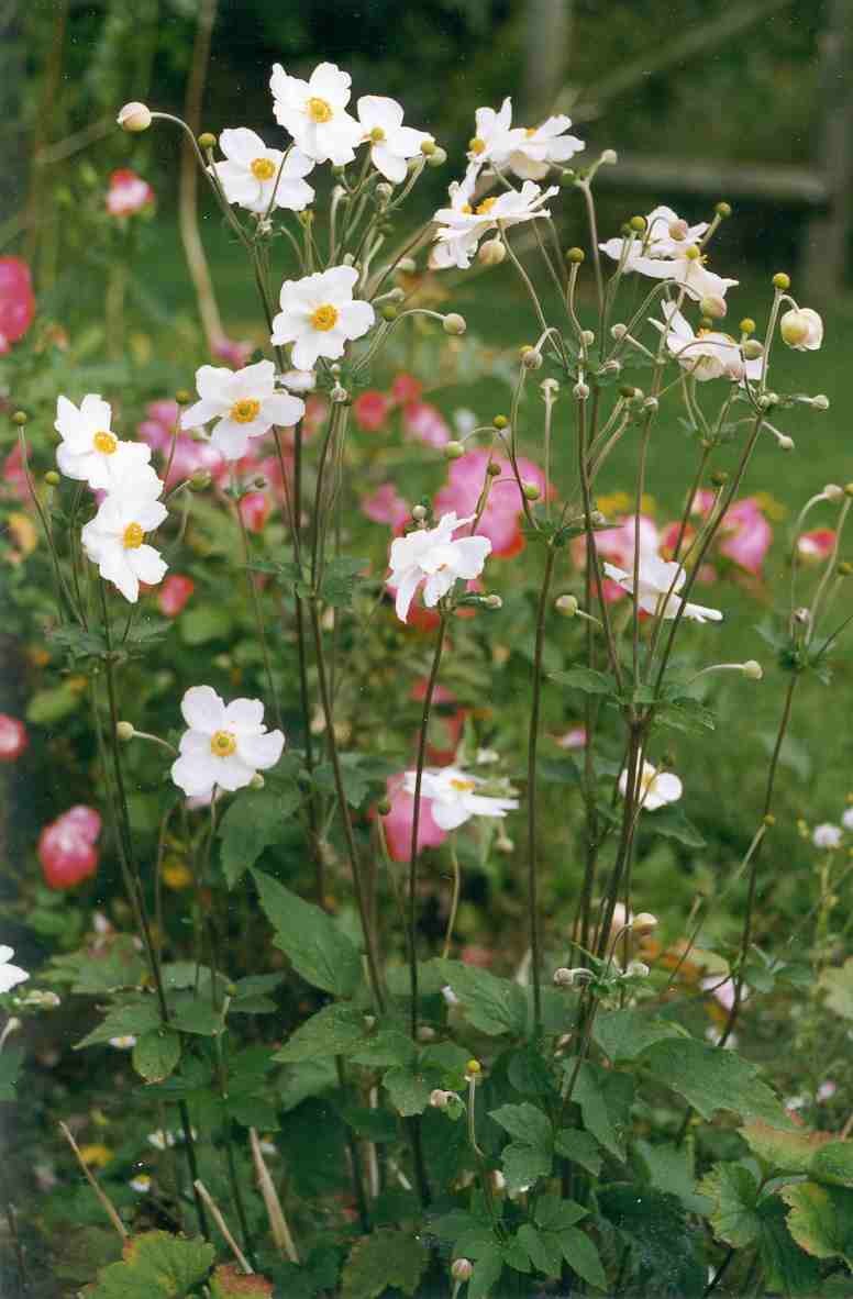 ANEMONE hybrida 'Honorine Jobert', blanc, florifère - Le Jardin d'eau