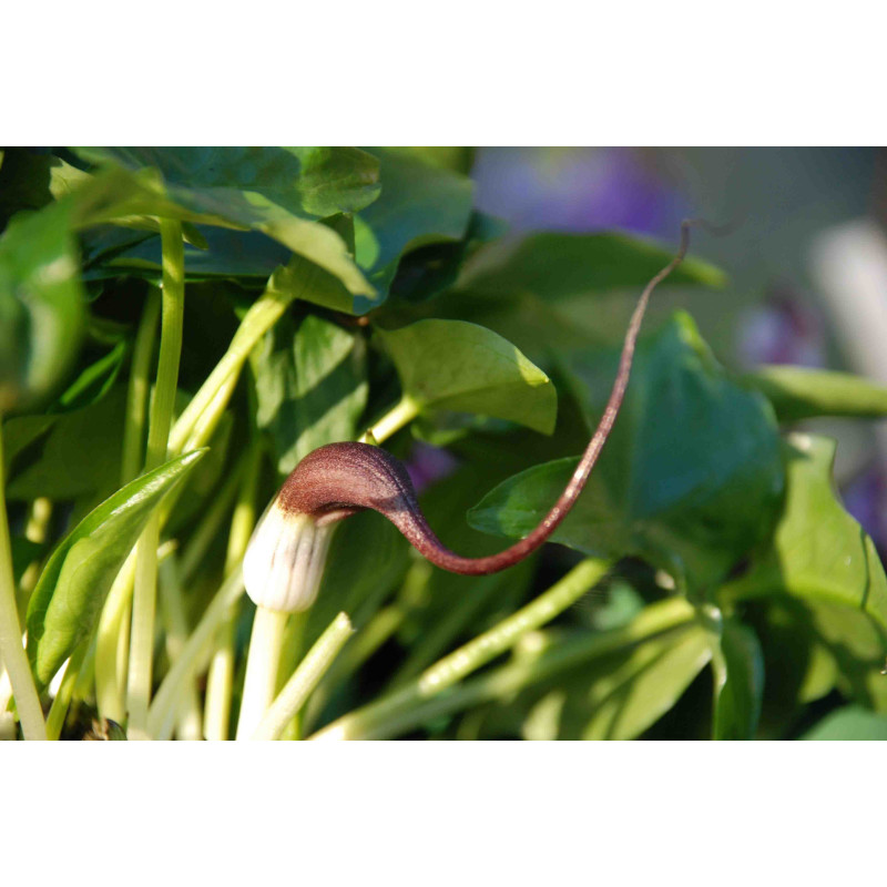 ARISARUM proboscideum
