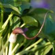 ARISARUM proboscideum