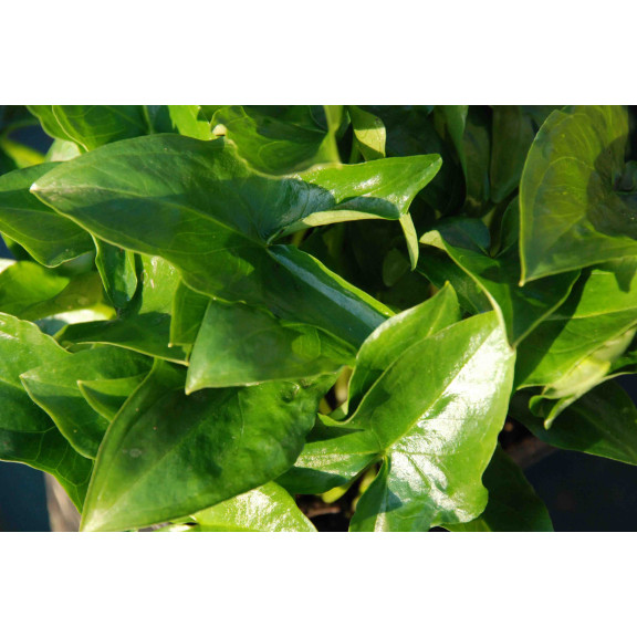 ARISARUM proboscideum