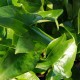 ARISARUM proboscideum