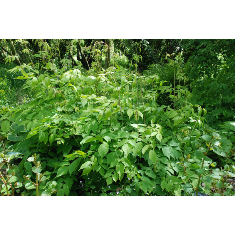 ARUNCUS dioicus