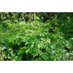 ARUNCUS dioicus